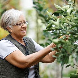Senior woman picking oranges of a tree in her garden yard in the golden light of a sunny summer afternoon, active and healthy retirement concept.